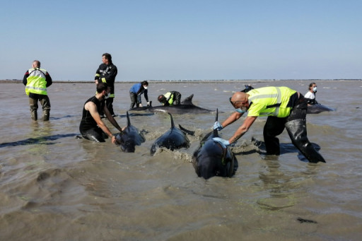 Vaste opération pour sauver un groupe de dauphins échoué sur l'île de Ré