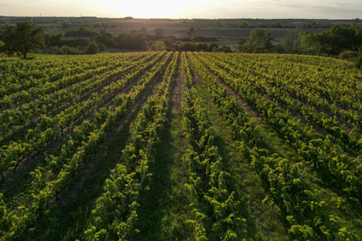 Le vin turc voit son salut dans l'exportation