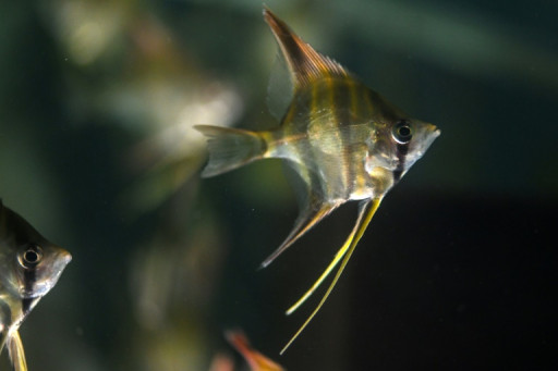 Guainia: la région colombienne qui orne les aquariums du monde