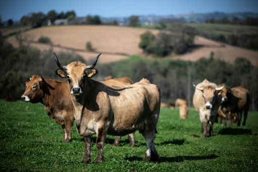 En Occitanie, la colère gronde chez des éleveurs "à bout de nerfs"