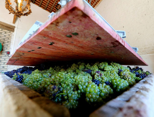 Entre intempéries et surplus, le vin bio résiste