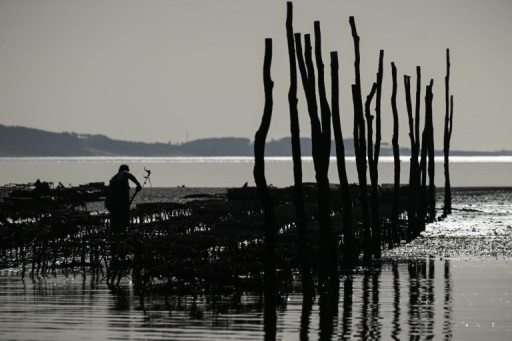 Bassin d'Arcachon: un an après la pollution, la filière ostréicole peine à se relever
