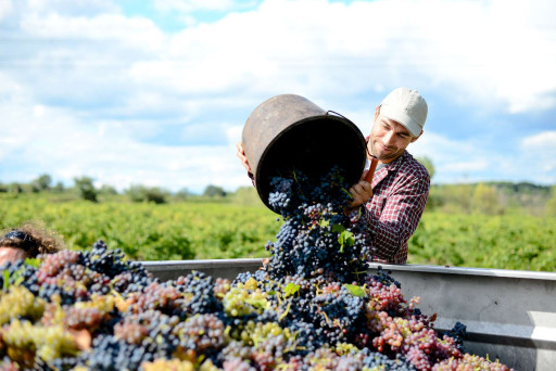Les professionnels du vin s'inquiètent