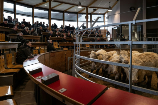 Au marché aux bovins de Saint-Christophe, les enchères montent, les éleveurs respirent