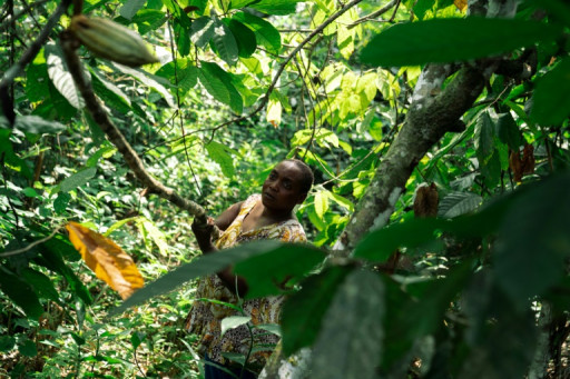 Dans l'est de la RDC, le cacao au cœur des convoitises et des violences