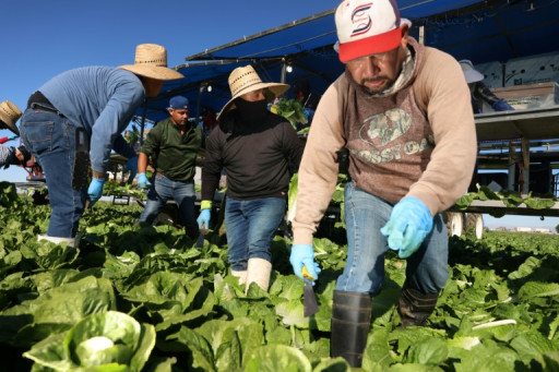 En Californie, les menaces d'expulsions de Trump font trembler les travailleurs agricoles