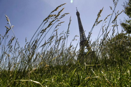 Végétalisation des rues à Paris: "la nature n'a jamais jamais déserté la ville"