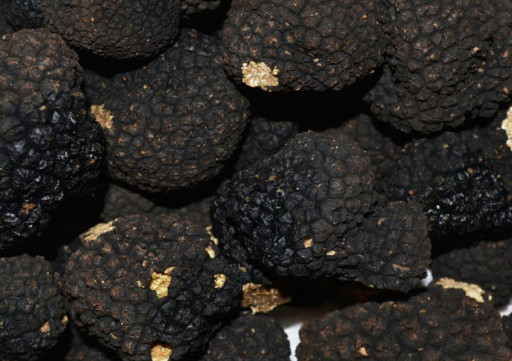 Nouveau contrat de filière pour les trufficulteurs du Grand Est