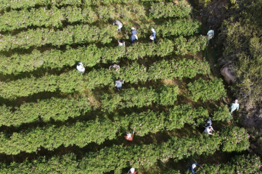 En Arabie saoudite, l'art d'extraire le parfum de la "cité des roses"