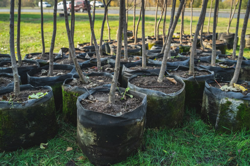 Compiègne : Lancement de l’opération “Une naissance un arbre”