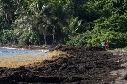 Valorisation des sargasses: Martinique et Guadeloupe avancent doucement