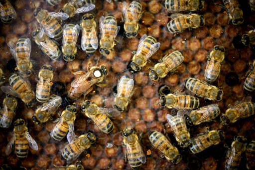 Abeilles et pesticides: la science face au retour possible des néonicotinoïdes