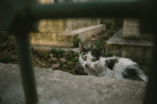 Le puçage des chats, une obligation pas assez respectée