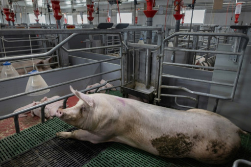 En Bretagne, la filière porcine met en avant des agrandissements "nécessaires" mais "exemplaires"