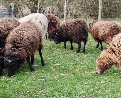 Une première à Hilbesheim
