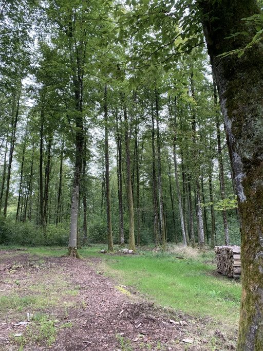 Le Groupe CAM poursuit le développement de son patrimoine forestier