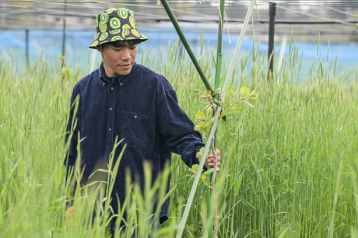 "Repartir de zéro": à Fukushima, des kiwis comme symbole de renouveau