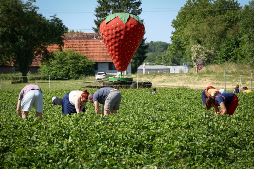 Cueillez-les vous-même: panier rempli pour producteurs et consommateurs