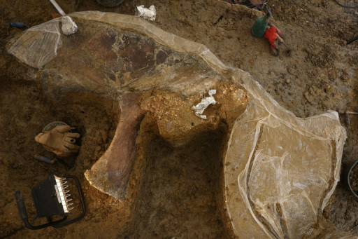 Une nouvelle espèce de dinosaure continue de sortir de terre en Charente