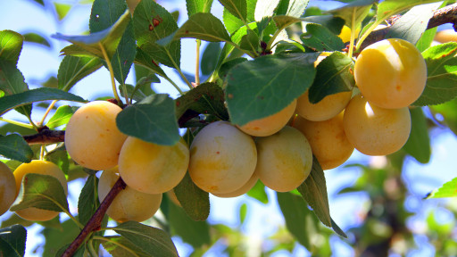 La récolte des Mirabelles de Lorraine IGP est lancée !