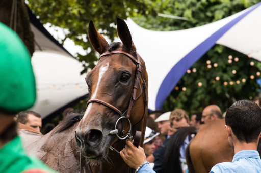 Le rendez-vous des professionnels du cheval revient à Deauville