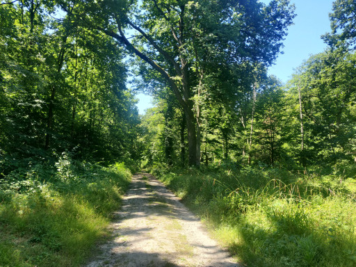 La forêt, la source de la sophrologie de Stéphanie Colagiacomo