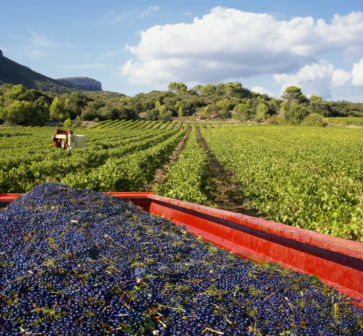 Autun : le CiLEF relance son opération vendanges pour l’été 2025