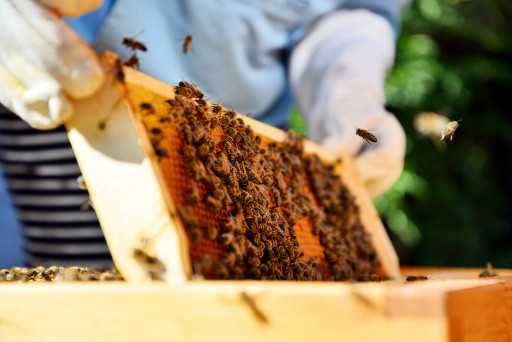 Soissons : Des jeunes construisent un abri pour les abeilles