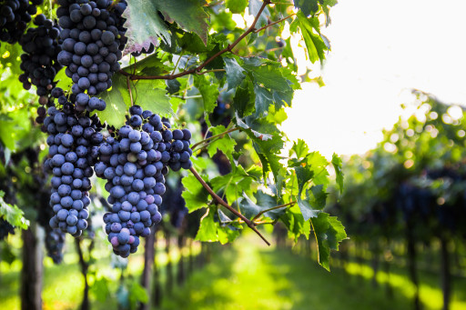 Bourgogne : 700 000 € pour préserver le vignoble