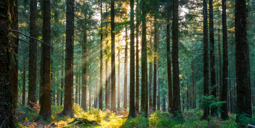 Un forum pour penser l’avenir des forêts en Meurthe-et-Moselle