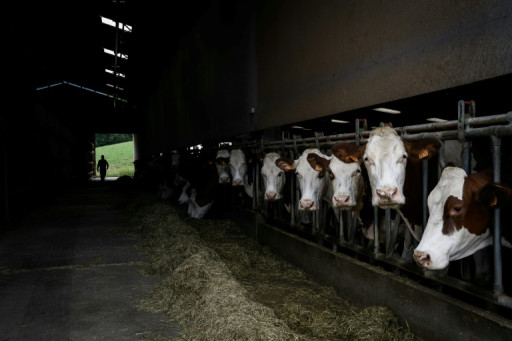 Après la dermatose, les éleveurs des Alpes reconstituent leurs troupeaux