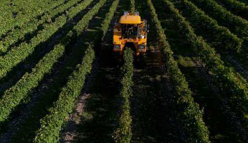 Vin: la production mondiale attendue en 2025 se ressaisit, mais reste basse