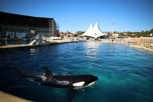A Marineland, orques et dauphins surnagent dans un parc en décomposition