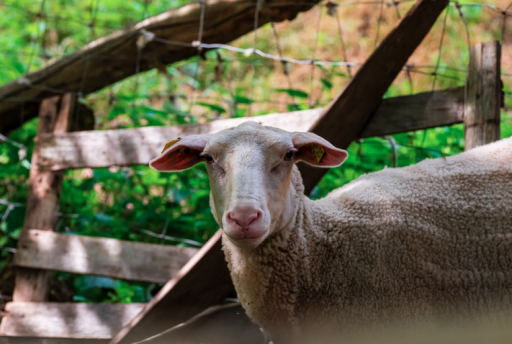 Bourgogne Franche-Comté : la Région consolide la filière ovine pour soutenir les éleveurs