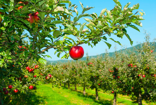 Au FoodLab UniLaSalle Beauvais, "Ramène ta pomme" favorise la transformation locale