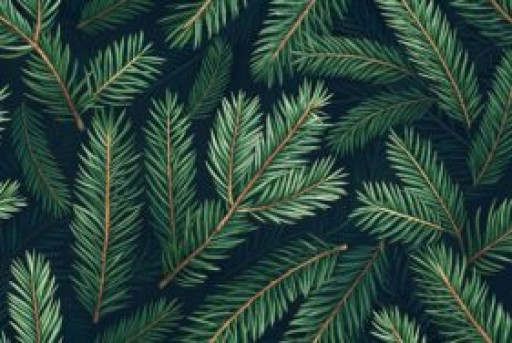 Mâconnais-Beaujolais Agglomération lance l’opération sapins 2026﻿