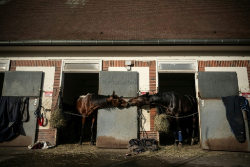 Au domaine de Grosbois, les champions trotteurs peaufinent leur forme avant l'Amérique