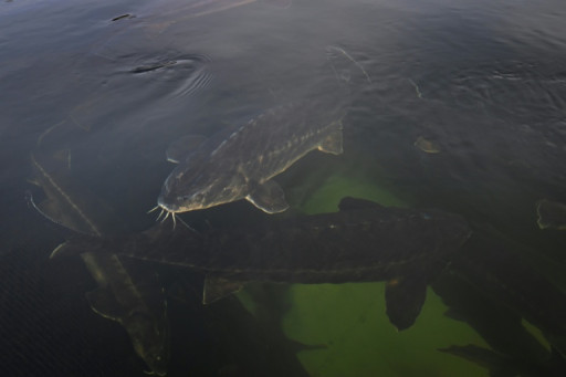 Le caviar de béluga, le trésor du lac Kardjali en Bulgarie