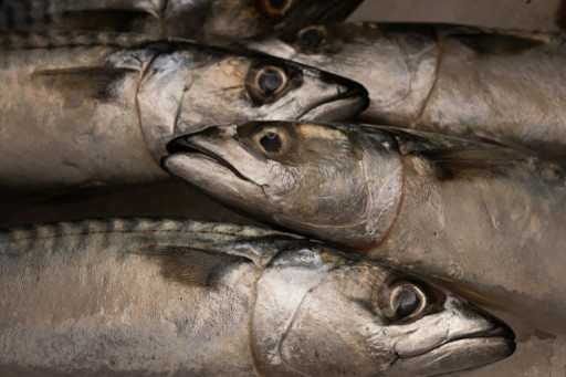 Surpêche de maquereaux: l'UE dénonce un accord entre Royaume-Uni et Norvège