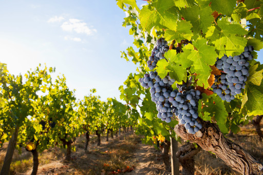 Saône-et-Loire valorise son œnotourisme et innove dans le vin