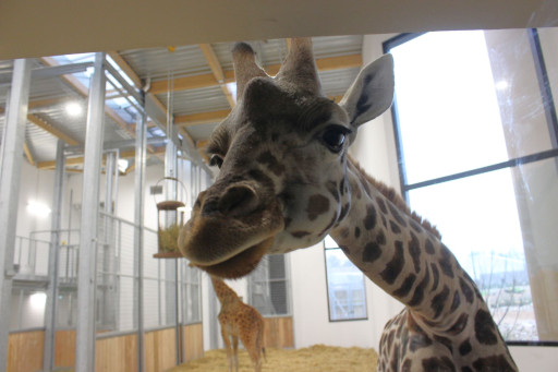 Les girafes de retour au zoo d'Amiens Métropole