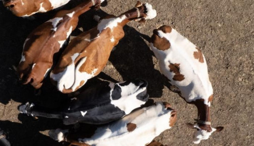 Dermatose nodulaire contagieuse : aucun foyer détecté dans les Hauts-de-France