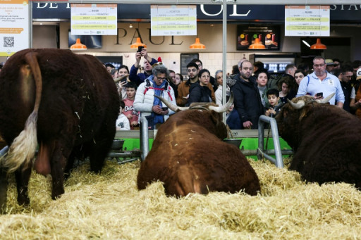 Salon de l'agriculture: pas de concours pour les vaches, présence "symbolique" en discussion