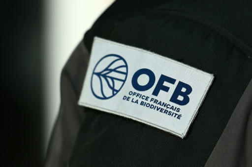 La fourmi électrique, coûteuse à éradiquer, menace de proliférer en France