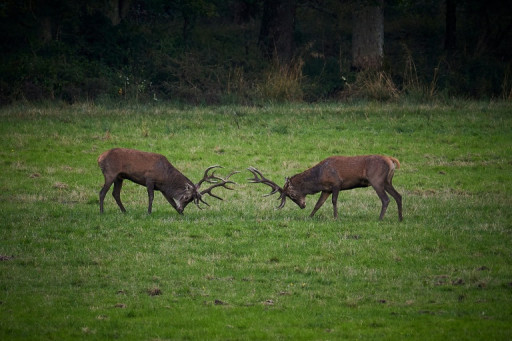 Deux chasseurs condamnés après avoir tué un cerf sur la propriété de Luc Besson