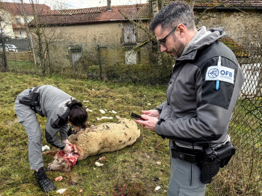 En Haute-Marne, les éleveurs en détresse tentent de se protéger du loup