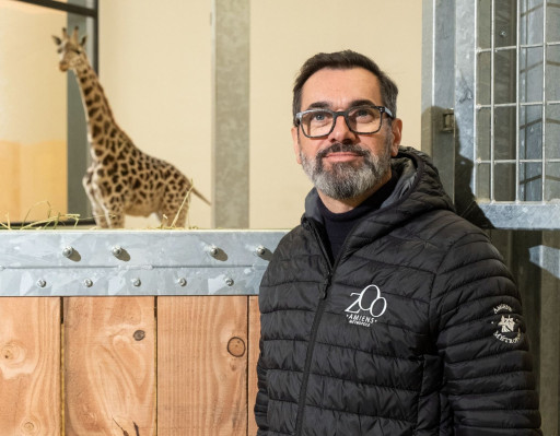 Les girafes créent l'événement pour la réouverture du zoo d'Amiens