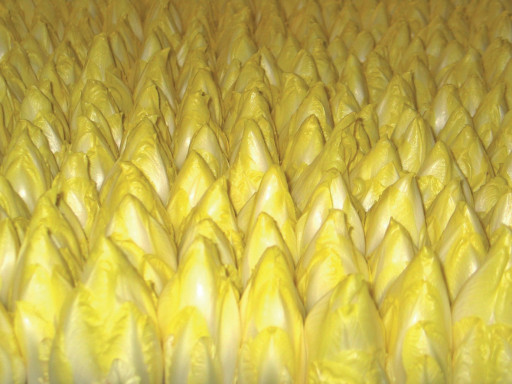 Les producteurs d’endives vont faire appel