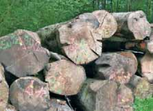 Pour une gestion durablede la grande forêt de Retz