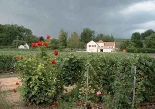 De petites vendanges en perspective